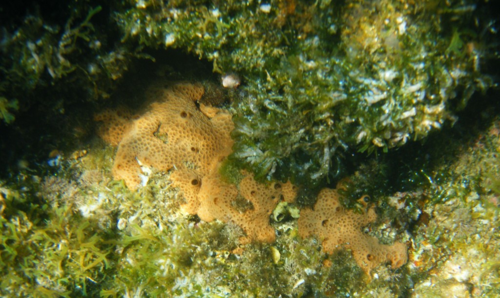 Hemimycale columella (Bowerbank, 1874)